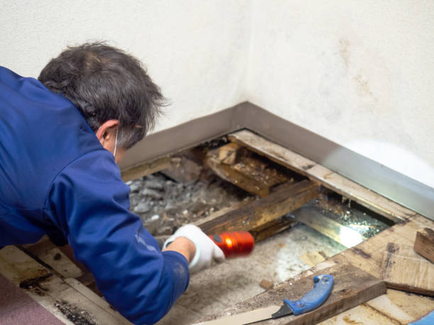 Best Local Mold Removal Service  in Darien Downtown, CT