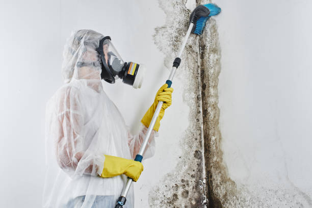Mold Removal and Inspection in Darien Downtown, CT