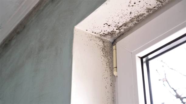 Best Mold Testing  in Darien Downtown, CT