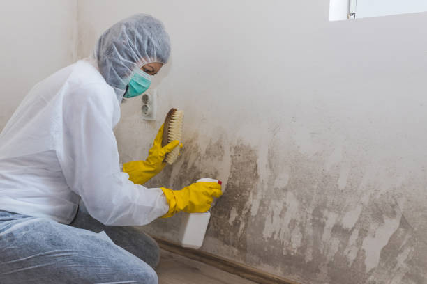 Best Mold Removal Company Near Me  in Darien Downtown, CT