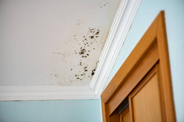 Best Professional Mold Removal  in Darien Downtown, CT