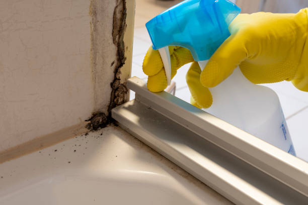 Best Commercial Mold Removal  in Darien Downtown, CT