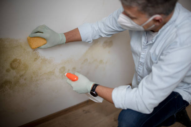 Best Best Mold Removal Companies  in Darien Downtown, CT