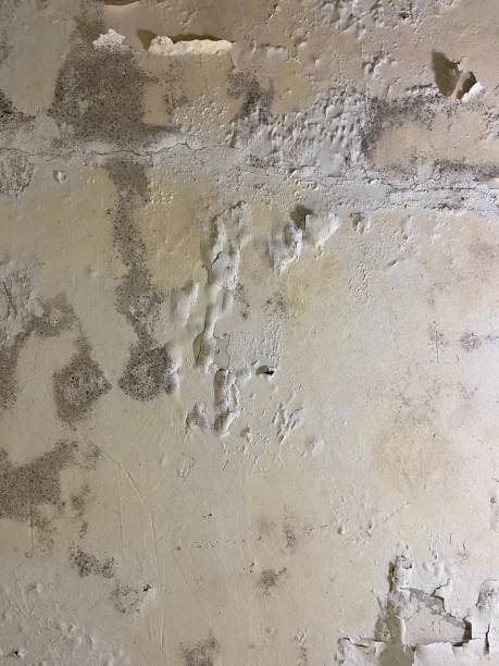Best Office Mold Removal Services  in Darien Downtown, CT