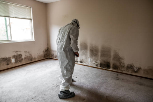 Best Black Mold Removal  in Darien Downtown, CT