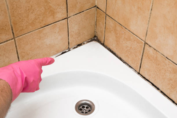 Best Affordable Mold Removal  in Darien Downtown, CT