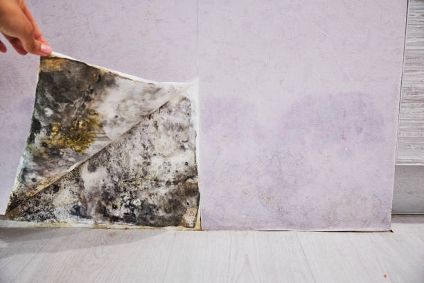 Best Mold Damage Repair  in Darien Downtown, CT